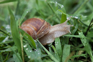 Escargot in the grass after rain. Close up of a snail on a rainy autumn morning.