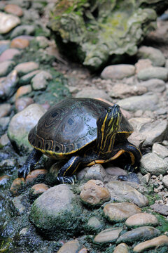 Chiapas tortoise in a zoo