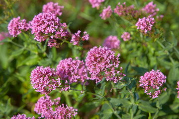 Obraz premium Pink valerian - Latin name - Centranthus ruber