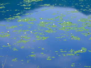 水草の浮いた池