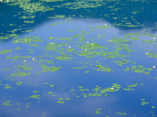 水草の浮いた池