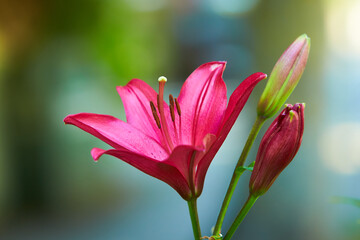 Sizzling red asiatic lily, a botanical beauty, isolated in a garden. Lily at the cottage in the garden. Close-up. 