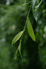 A willow branch on a blurry green background.