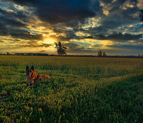 sunset in the field with german shepeher laying on the ground, sunset in the farm with german shepeher laying on the ground