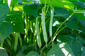 The kidney bean is a variety of the common bean (Phaseolus vulgaris). Green beans plant with fresh leaves. Agriculture background. Common bean texture.