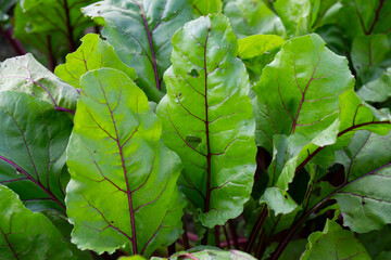 Beet  growing in a high garden bed. Growing organic non GMO vegetables without nitrates and pesticides. Bright green beetroot (	Beta vulgaris) leaves. 
