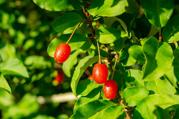 Elaeagnus multiflora, the cherry elaeagnus, cherry silverberry, goumi, gumi, or natsugumi close up. Elaeagnus multiflora is a deciduous or semi-evergreen shrub or small tree.
