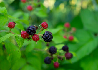 Black raspberry on bunch in the garden. Ripe tasty berries. Berry also known as Rubus occidentalis,...