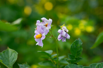 Flowering potato. Potato flowers blossom in sunlight grow in plant. White blooming potato flower on farm field. Close up organic vegetable purple flowers blossom growth in garden. 