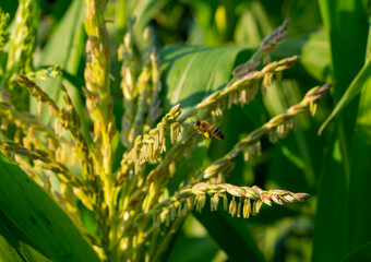 Young green corn growing on the field at sunset. Young Corn Plants with the small bee silhouette....