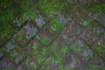 A brick wall with mosses