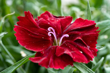 Fototapeta premium red flower with drops