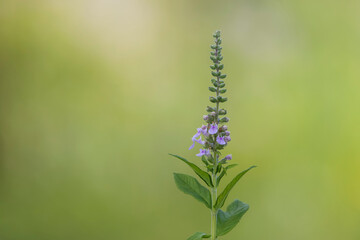 Close up shot of Lavender flowers on the plant