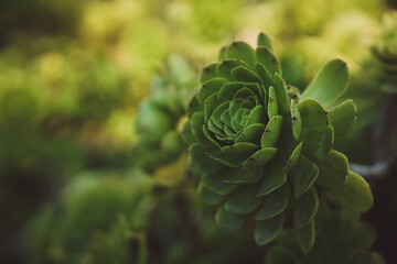 Fototapeta premium beautiful green cactus leaf succulent in foreground of photograph