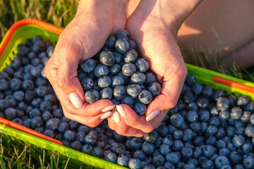 Woman hands full of freshly harvested blueberries in heart shape closeup