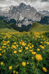 Summer view of Marmolada (Punta Penia), the highest peak in Dolomites, Italy. Alpine landscape of Dolomiti with a view of a glacier on Marmolada and beautiful green meadow with yellow flowers.
