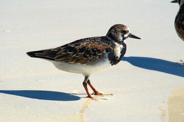 Ruddy turnstone (Arenaria interpres) on the beach at Tortuga Bay, Santa Cruz Island, Galapagos, Ecuador