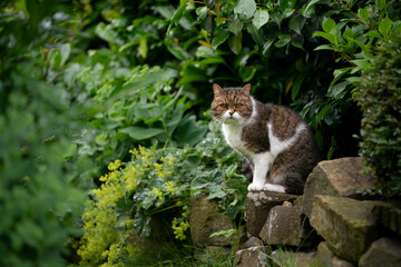 Obraz premium tabby white british shorthair cat sitting on natural stone wall in green garden observing the back yard