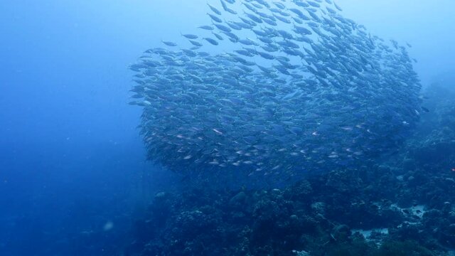 Bait ball, school of fish in the turquoise water of coral reef in Caribbean Sea, Curacao