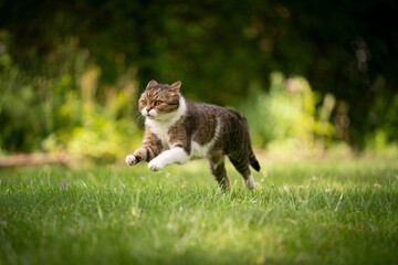 playful tabby white cat running on green lawn outdoors in the back yard