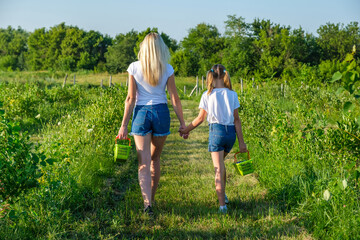 Young mother with her daughter picking blueberries on organic farm.