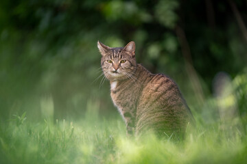 Naklejka na ściany i meble tabby cat sitting on green grass outdoors making funny face looking at camera