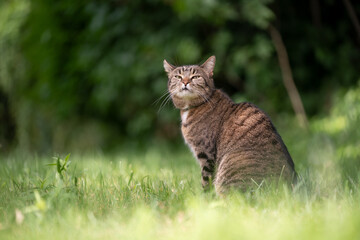 tabby cat sitting on green grass outdoors making funny face looking at camera