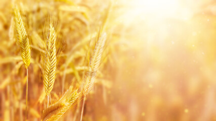 Golden ears of wheat cereal crop. Agricultural field. Autumn harvest of grain. Farming and...