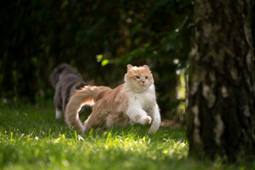 playful fluffy ginger white maine coon cat running outdoors in garden