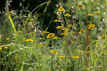 wild grasses with flowers in the meadows of tuscany 