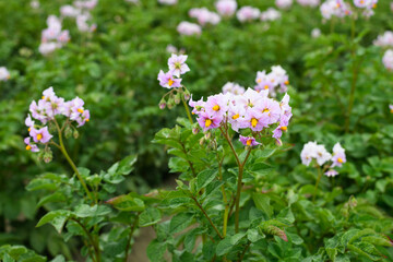 A field of red potatoes with the purple blossom over the green leaves in a farm field in the Skagit Valley of Washington State in mid summer