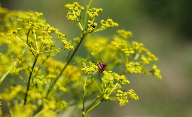wild grasses with flowers in the meadows of tuscany 