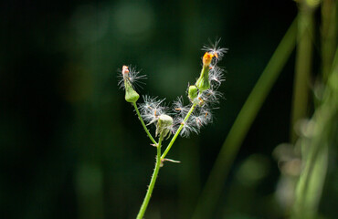 wild grasses with flowers in the meadows of tuscany 