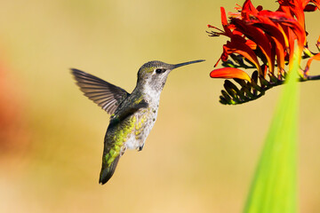 An Annas Hummingbird in the Pacific Northwest approaches a Crocosmia flower against a pale background with wings spread