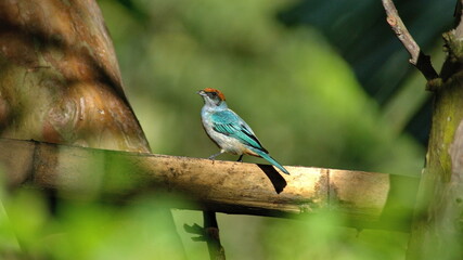 Scrub tanager (Stilpnia vitriolina) perched in a piece of bamboo on a farm in the Intag Valley outside of Apuela, Ecuador