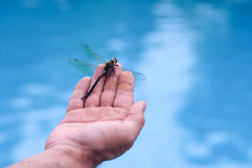 large dragonfly on the palm of your hand on the background of blue water
