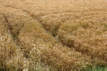 wheat, yellow field with well-trodden path surrounded by sunlight 