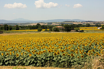 Sunflower fields in Tuscany on a Tuscany landscape 