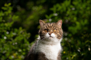 tabby white british shorthair cat portrait outdoors in sunlight with green plants in the background