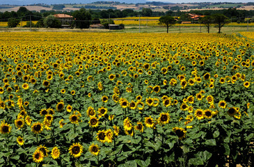 Sunflower fields in Tuscany on a Tuscany landscape 