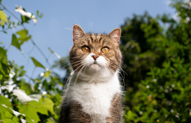 tabby white british shorthair cat outdoors portrait in sunny green garden