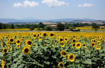 Sunflower fields in Tuscany on a Tuscany landscape 