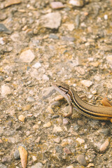 lizard on the stone