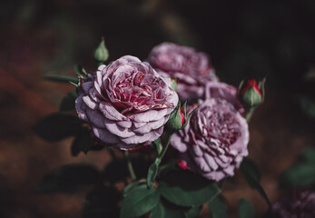 Róża "Heidi Klum" w ogrodzie