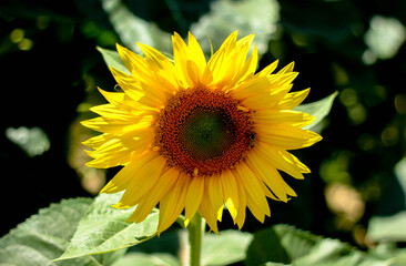 close-up sunflower flower surrounded by sun rays and blurred nature background 
