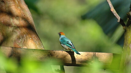 Scrub tanager (Stilpnia vitriolina) perched in a piece of bamboo on a farm in the Intag Valley outside of Apuela, Ecuador