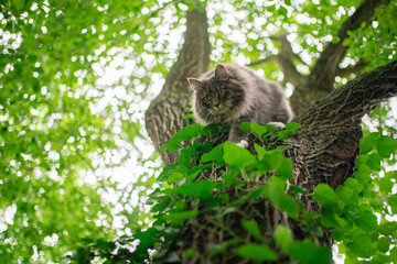 gray blue tabby maine coon cat climbing down tree outdoors in green nature