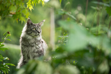 gray silver tabby maine coon cat sitting outdoors in green back yard observing the area