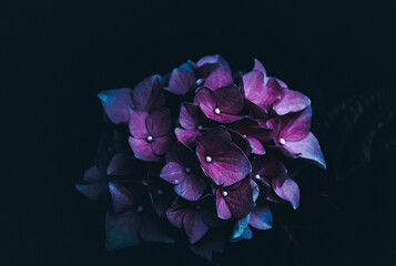 Piękna hortensja w kolorze fioletowym na wyizolowanym tle