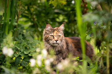 tortie maine coon cat outdoors in green garden amid plants observing the back yard